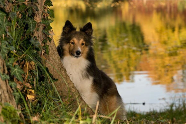屬相狗年份性格特點_十二生肖