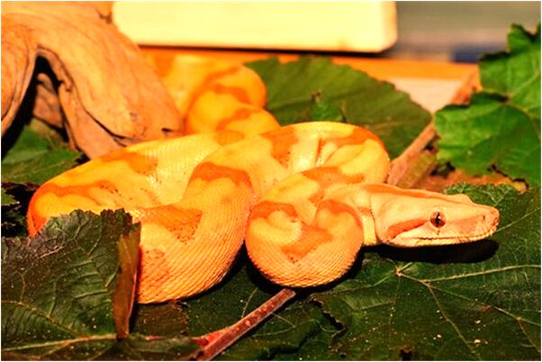 夢到了河裡水少是凶兆還是吉兆_周公解夢官網