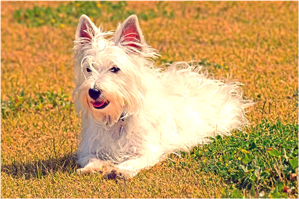 夢到別人的髒衣服預示什麼_周公解夢官網