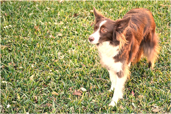 夢到會飛的青蛇向自己撲來預示著什麼_周公解夢官網