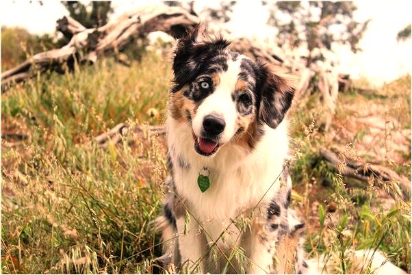 夢到嬸嬸殺人是什麼預兆_周公解夢官網