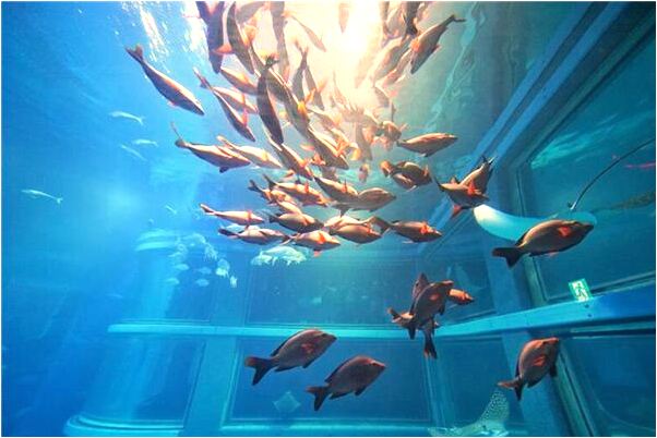 夢見夢水幹了有口井是什麼徵兆_周公解夢官網