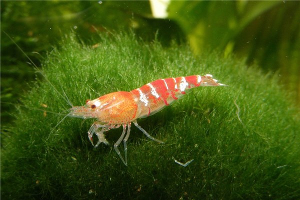 夢見河裡抓蝦是咋回事_周公解夢