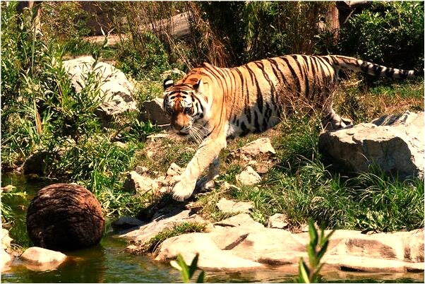 夢到跟好友一起參加大學畢典預示什麼_周公解夢官網