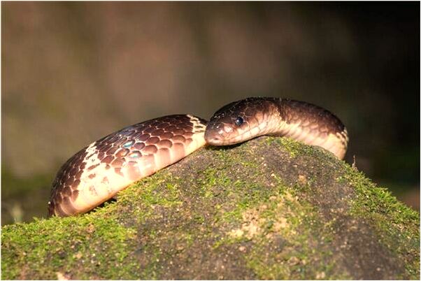 夢到頭被刀劃出血是什麼意思_周公解夢官網