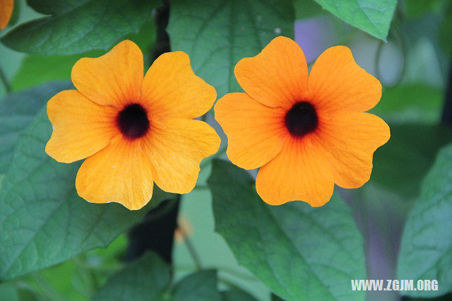 夢見煮熟的米飯_周公解夢夢到煮熟的米飯是什麼意思_做夢夢見煮熟的米飯好不好_周公解夢官網