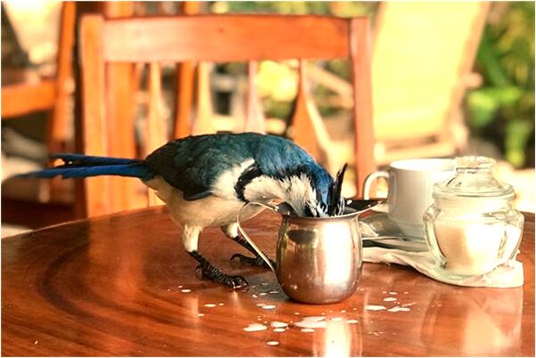 夢到了家人給領導送禮有什麼徵兆_周公解夢官網