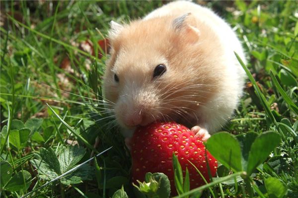 1996年屬鼠的是什麼命_十二生肖