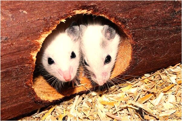 夢到了大便找廁所預示著什麼_周公解夢官網