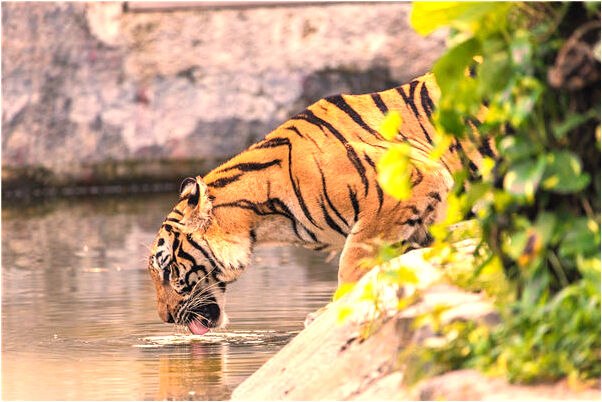 夢見要洗衣服會有什麼預兆_周公解夢官網