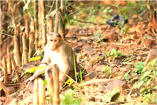 夢到了自己被馬蜂蟄了兩下有什麼徵兆_周公解夢官網