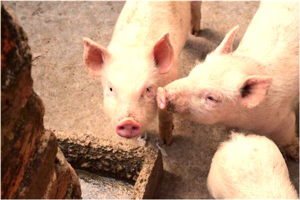 夢到了蓮蓬籽有什麼意義嗎_周公解夢官網