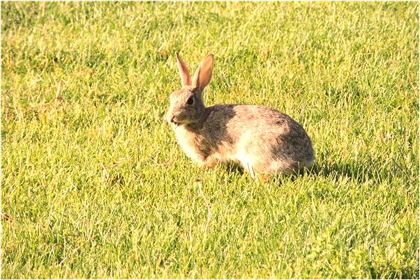 夢到老家見親戚會是什麼預兆_周公解夢官網