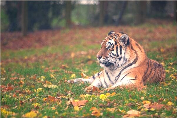 夢見聽到堂哥死了有什麼含義_周公解夢官網
