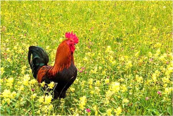 夢到投胎後不停奔跑是怎么回事_周公解夢官網