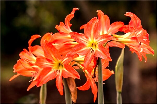 夢見被大怪魚追有什麼說法_周公解夢官網