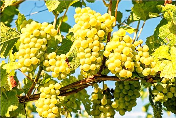 夢到了親人墳墓上有兩隻蟾蜍有什麼意思_周公解夢官網