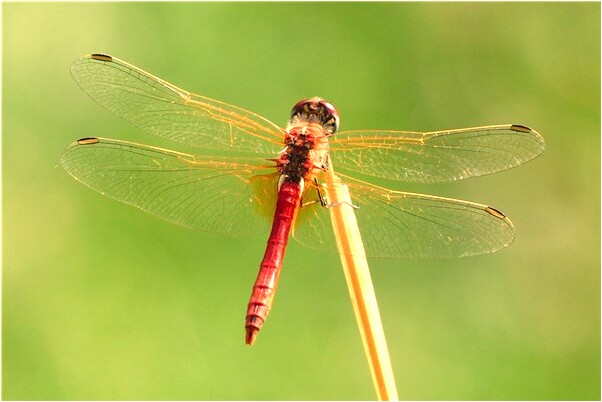 夢見別人帶絲巾預示什麼_周公解夢官網