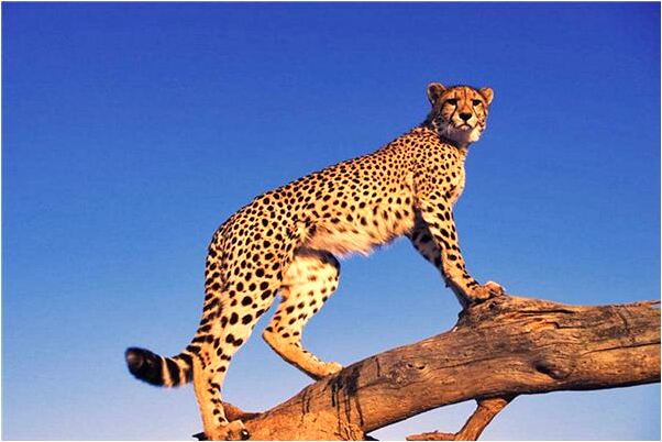 夢見有人追要搶錢是凶兆還是吉兆_周公解夢官網