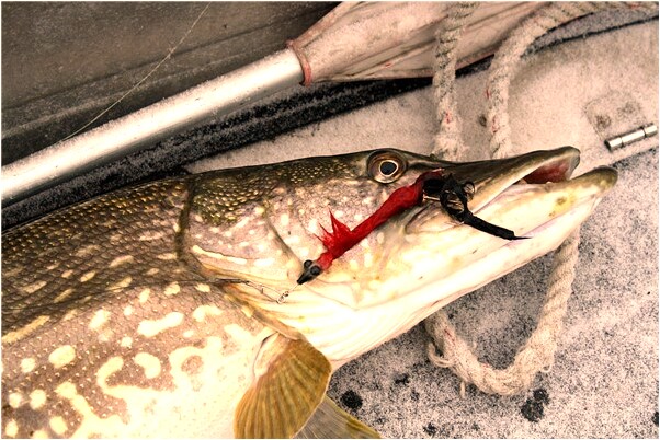 夢見一條大蛇在跑預示什麼_周公解夢官網