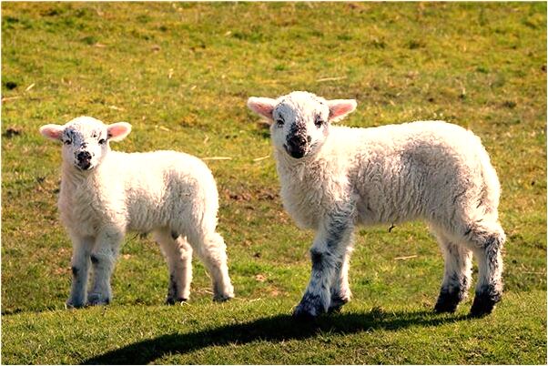 夢到了朋友被人甩了預示著什麼_周公解夢官網