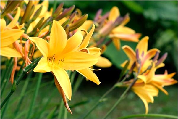 夢見山水宮殿有什麼徵兆_周公解夢官網