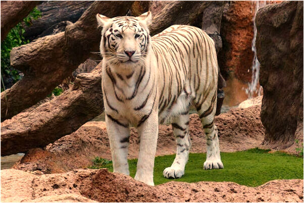 夢到自己的老人走丟又找到代表著什麼?_周公解夢官網