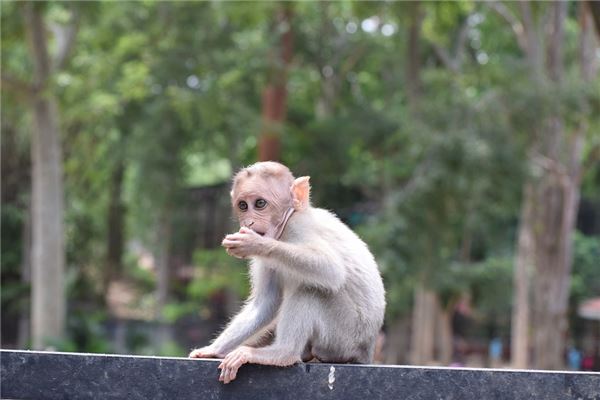 1980年屬什麼生肖能興旺家族嗎_十二生肖