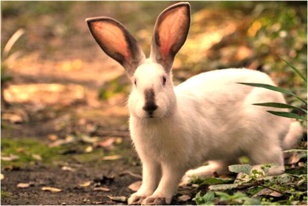 夢見失蹤多年朋友是好事還是壞事_周公解夢官網