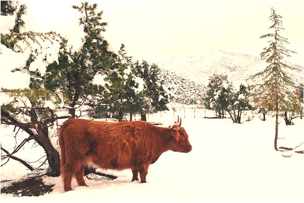 夢見老公和小孩會有什麼預兆_周公解夢官網