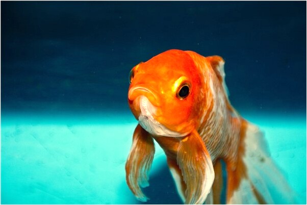 夢見養蟲子是吉兆嗎?_周公解夢官網