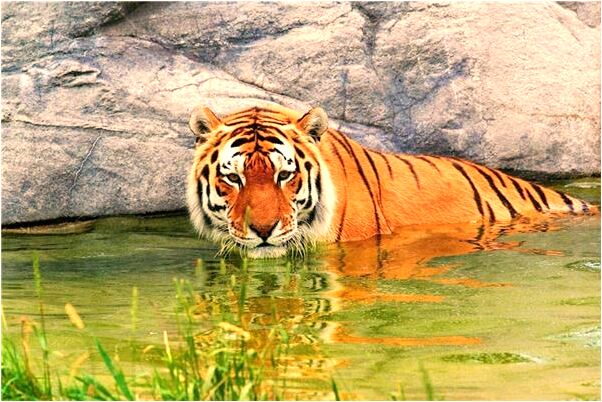 夢見大石滾是好的徵兆嗎_周公解夢官網