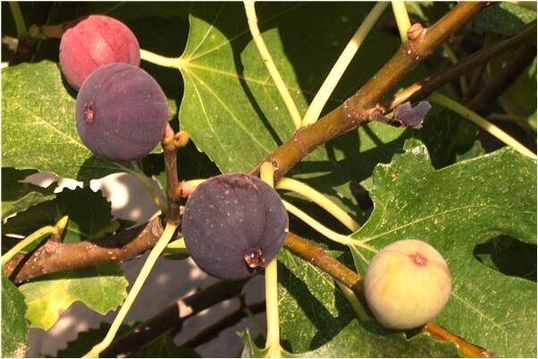 夢到了女朋友成為植物人好不好_周公解夢官網