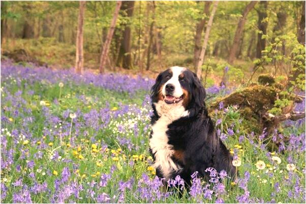 夢到了與家裡的伯父伯母吵架預示著什麼_周公解夢官網