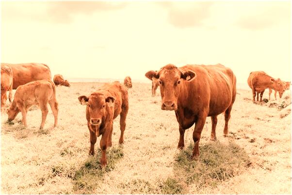 夢到了房頂一堆會飛的黑色蟲子會是什麼預兆_周公解夢官網