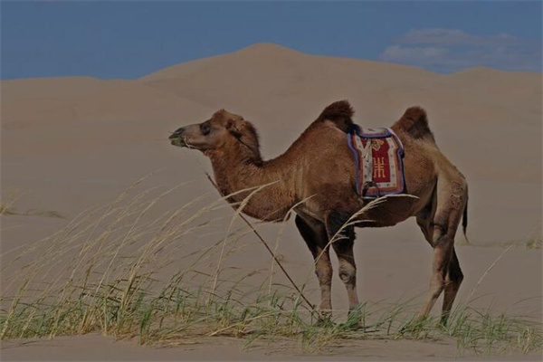 夢到了殺駱駝是什麼徵兆_周公解夢