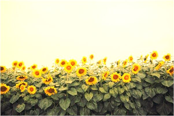 夢到很多小豬代表什麼_周公解夢官網