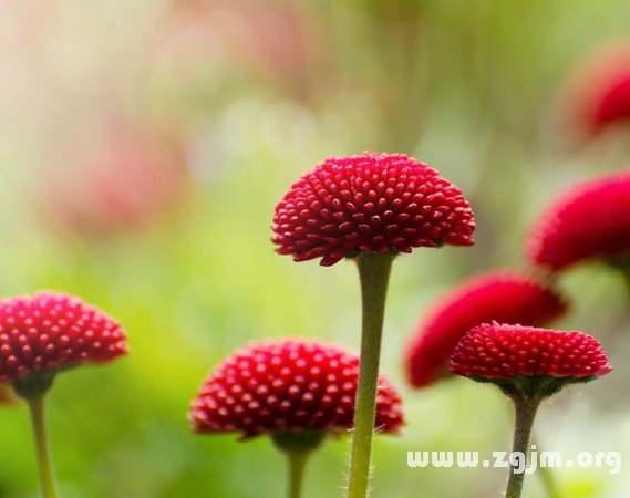 五種夢預示桃花運來_周公解夢