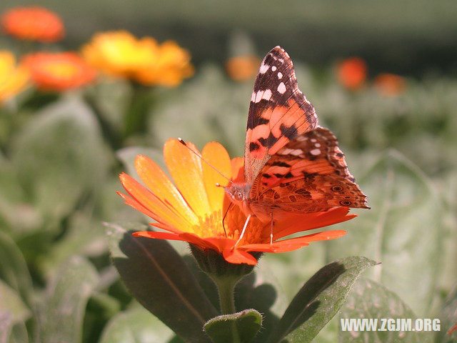 夢見自己沒穿衣服_周公解夢夢到自己沒穿衣服是什麼意思_做夢夢見自己沒穿衣服好不好_周公解夢官網