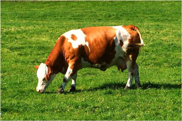 夢見一隻白色的大蜘蛛代表什麼_周公解夢官網