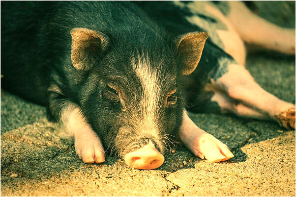 夢見員工辭職怎么樣_周公解夢官網