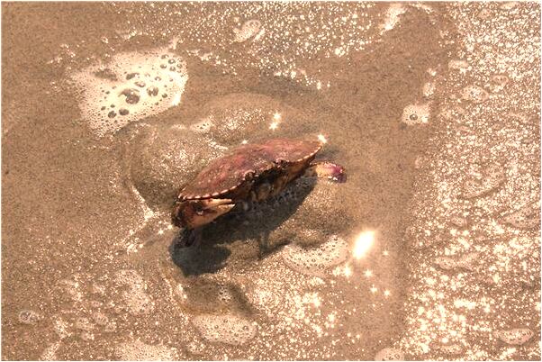 夢到了別人買襪子是什麼兆頭_周公解夢官網