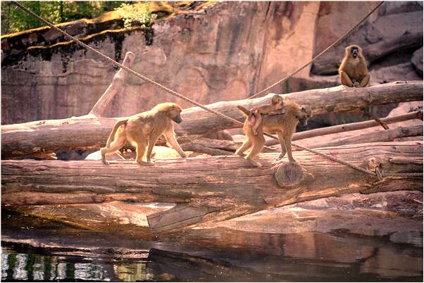 夢見抱著血淋淋的表弟有什麼寓意嗎？_周公解夢官網