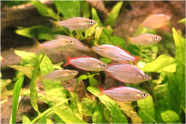 夢到有人想我求婚預兆了什麼嗎_周公解夢官網