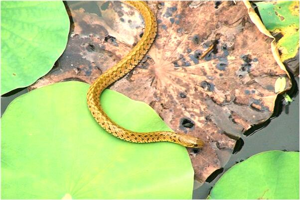 夢到兩條黑色眼鏡蛇是凶兆還是吉兆_周公解夢官網