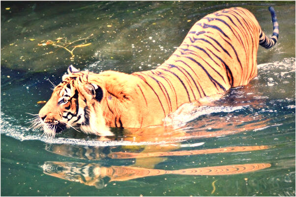 夢見家裡要著火有什麼預兆_周公解夢官網