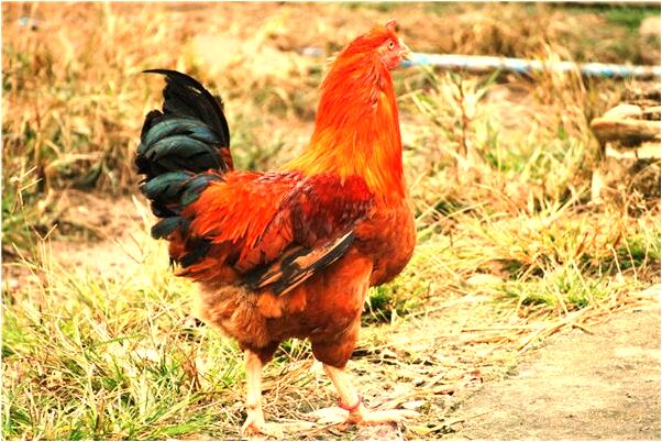 夢見媽媽的白髮染黑預示著什麼_周公解夢官網