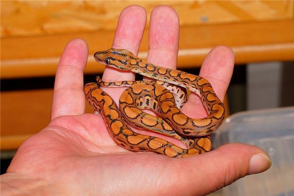 夢到了兩條紅蛇會有什麼預兆_周公解夢