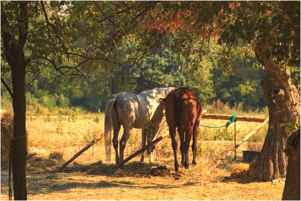 夢到了蝦兵蟹將是怎么回事_周公解夢官網