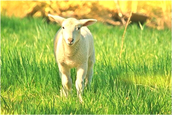 夢到同學評論我發的說說有什麼預示嗎_周公解夢官網